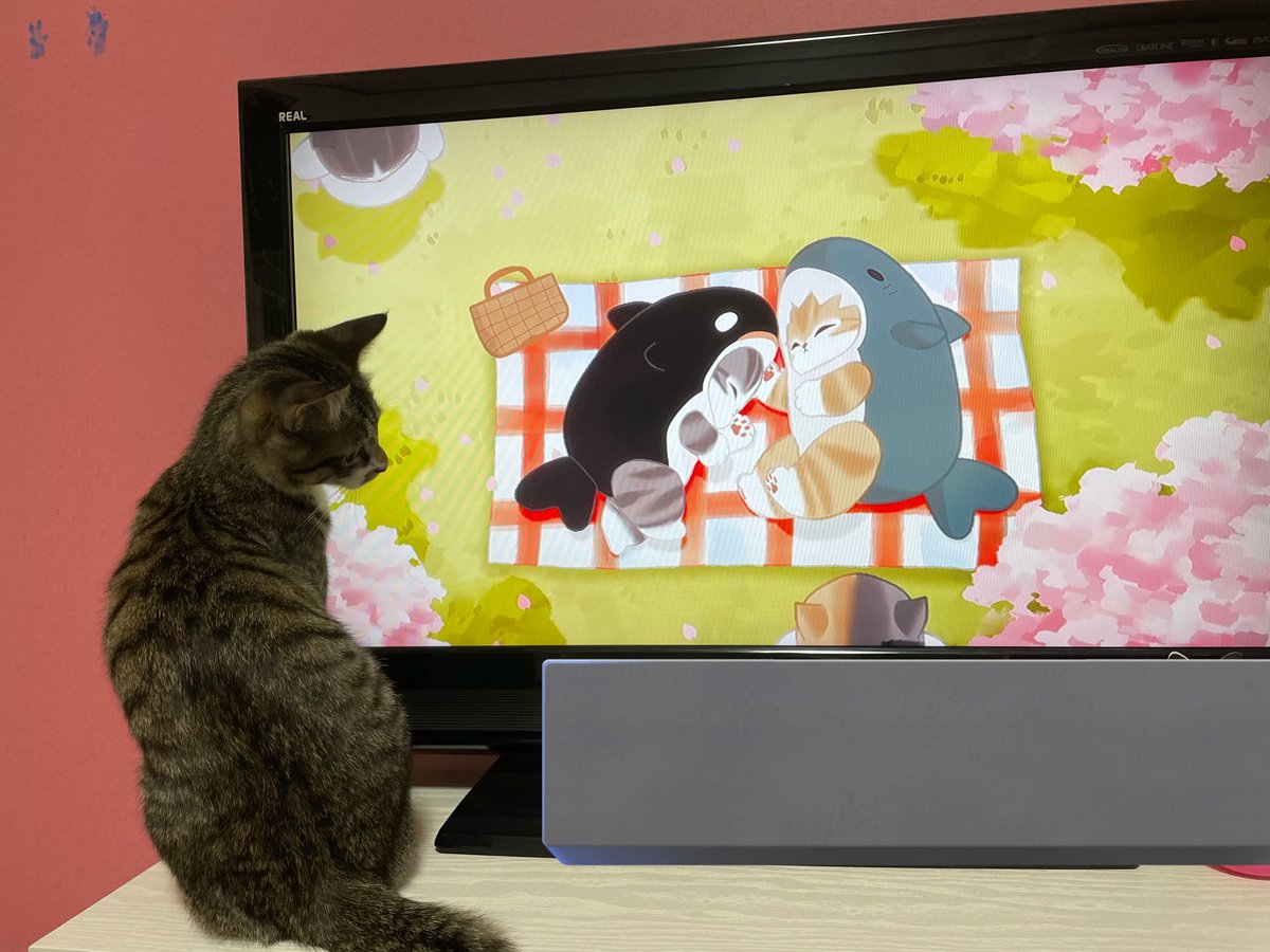 rominyaaan's tweet photo. 猫がねこ見てた/•᷅•᷄\୭
毎日かわいいが更新されていく
産まれてきてくれてうちに
来てくれてありがとう、大好き
お空組の子たちもずっと大好き
 #猫の日 https://t.co/KuRBiLA90H