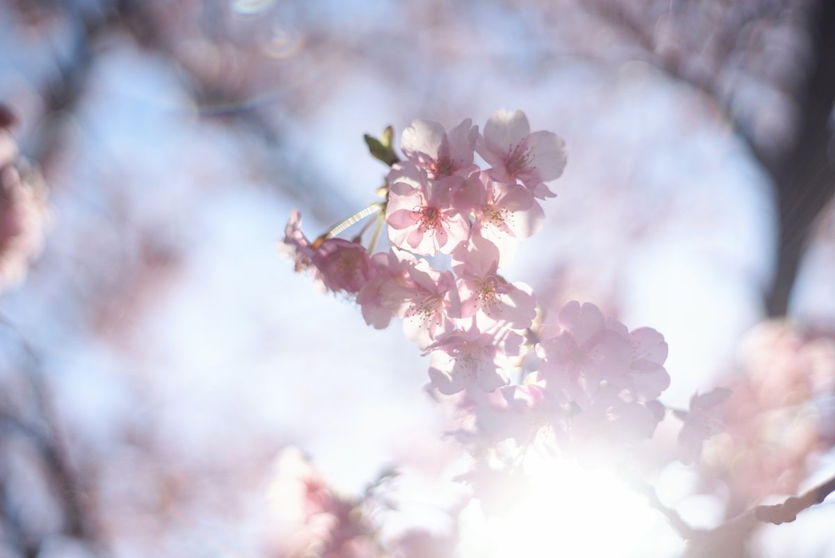 逆光はエモい🙂🌸✨