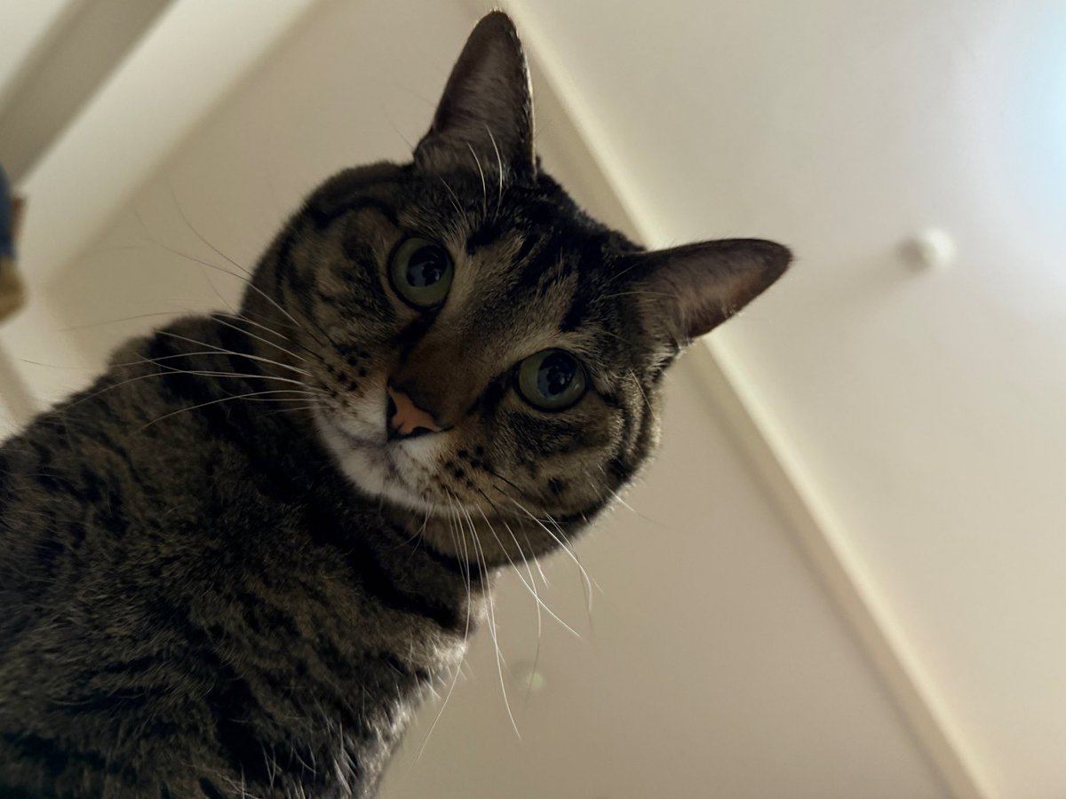 トリハダの黒いやつ tweet media