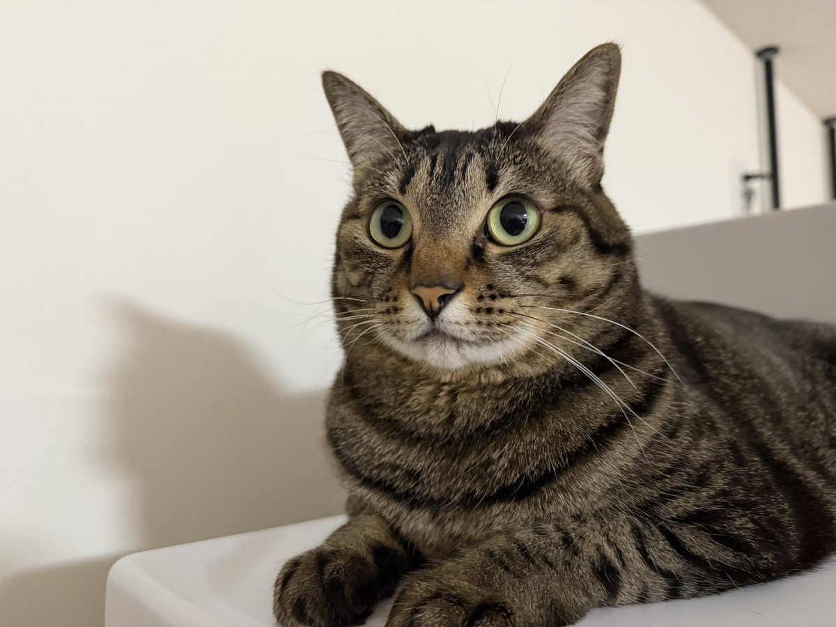 トリハダの黒いやつ tweet media