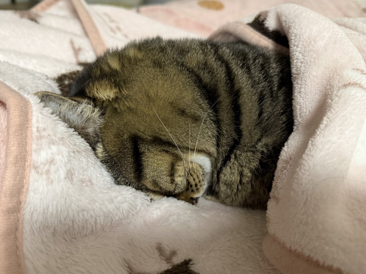 トリハダの黒いやつ tweet media