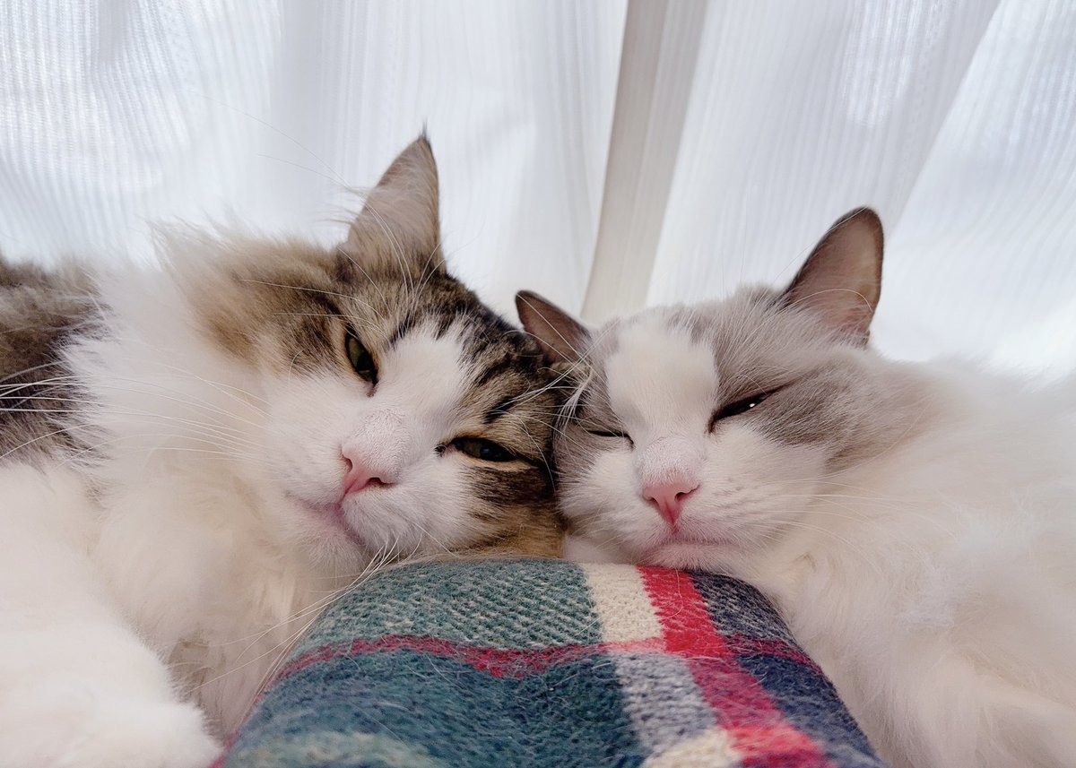 まだ成長期なのかたくさん食べてよく眠っています

#猫の日 #ラグドール #ノルウェージャンフォレストキャット