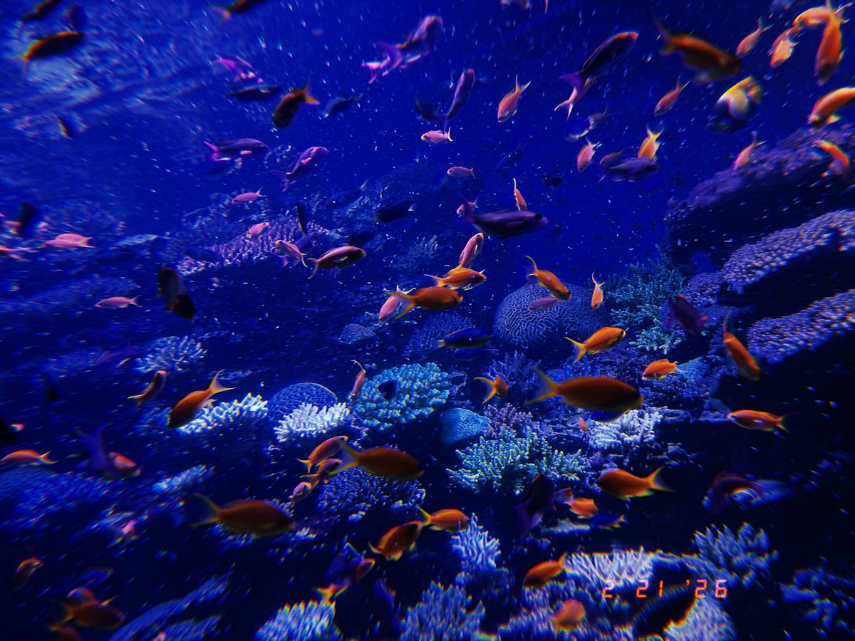 Arshea™ tweet media