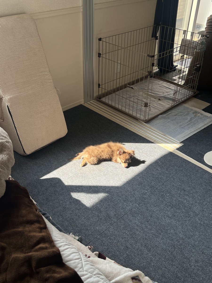 むぎむぎざうるす tweet media