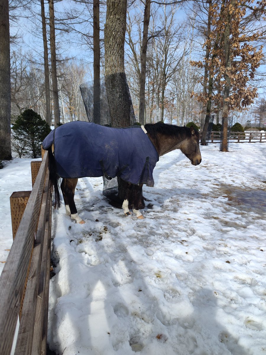 ホースパークからこんにちは
ウインドお母さん、お誕生日おめでとうございました！(ご飯中)
今日もファンの皆さんに見守られて嬉しいですね😌
天気が良くて過ごしやすいです、帰る時間までよろしくお願いします🙏
#やくさんのホースパーク日記