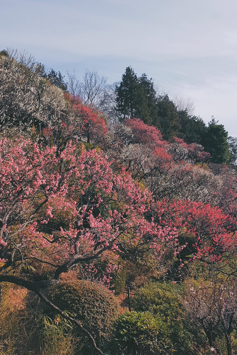 snowfall
plum blossoms
wait beneath 

Buson 

old person, once a man
old person, once a woman
plum blossoms

me