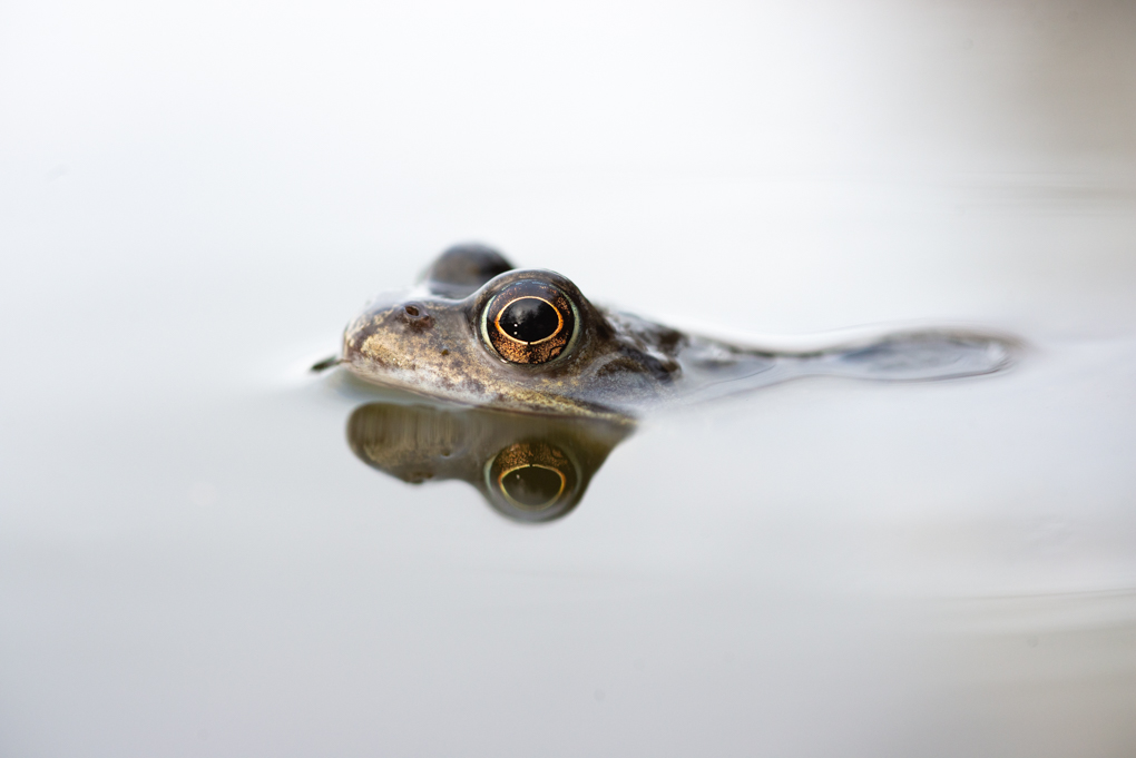 RichardBowler1's tweet image. A couple more images of the frogs spawning yesterday.
#NorthWales #Berwyns