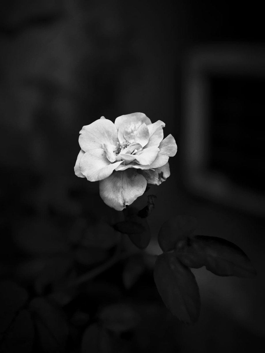 A_Dharmawan_'s tweet image. Happy Sunday, Rachel 
May today bring you ease, warmth, and beautiful little joys. ✨🤍🌼