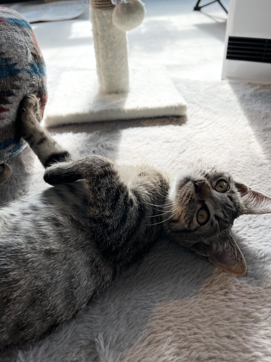 you9ryo's tweet photo. 嗚呼かわいいな。
#猫の日 https://t.co/smXsZk3Okb