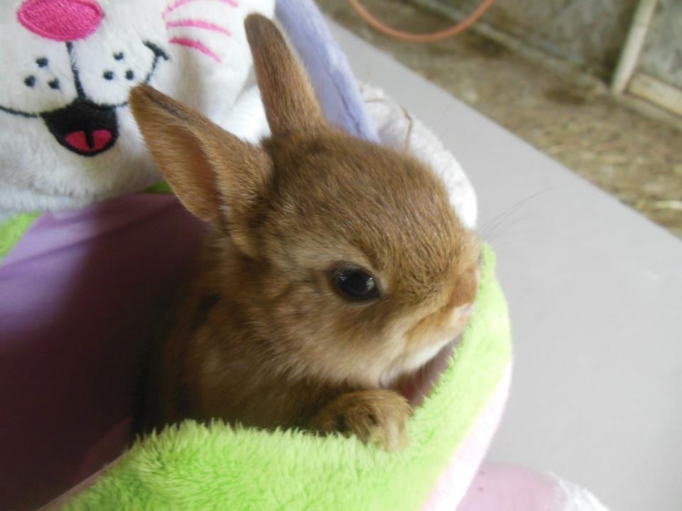 Bunnies (@bunnies) on Twitter photo 
