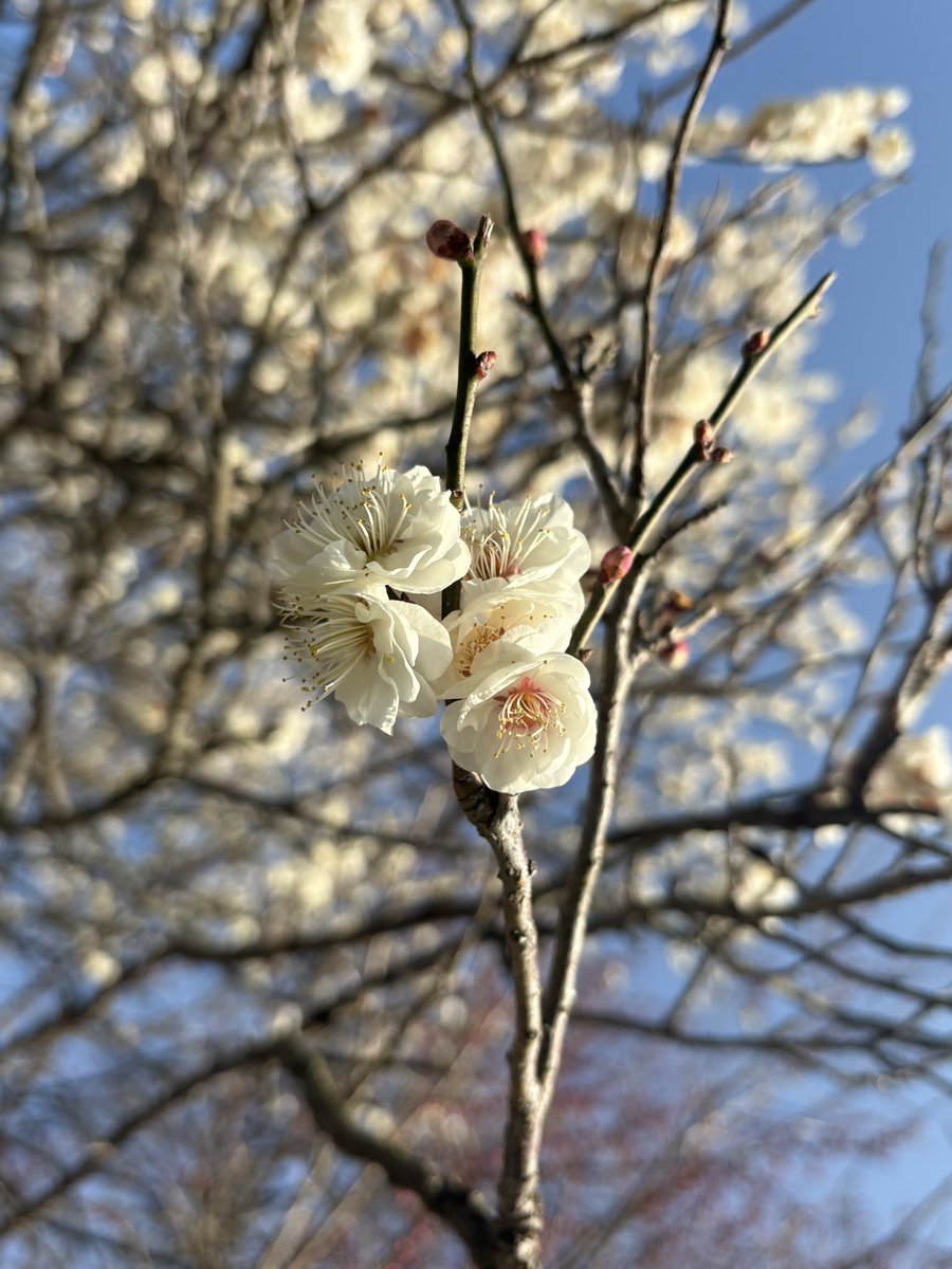 梅園行ってきました。
咲いてないのが多かったので、まだちょっと早そう。枝垂れ系はほぼ蕾でした。

それはそれとして楽しかったです。