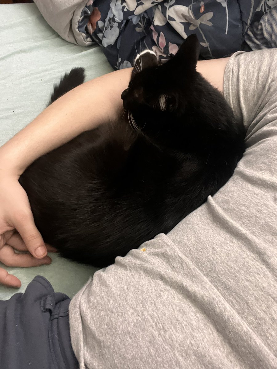 BVT_97's tweet photo. @SavinTheBees Honestly since we took her in I don’t go out to do a lot because she was a stray and gets worked up when I leave and just wants to curl up in my arm all day lol https://t.co/iXUW4vOThK