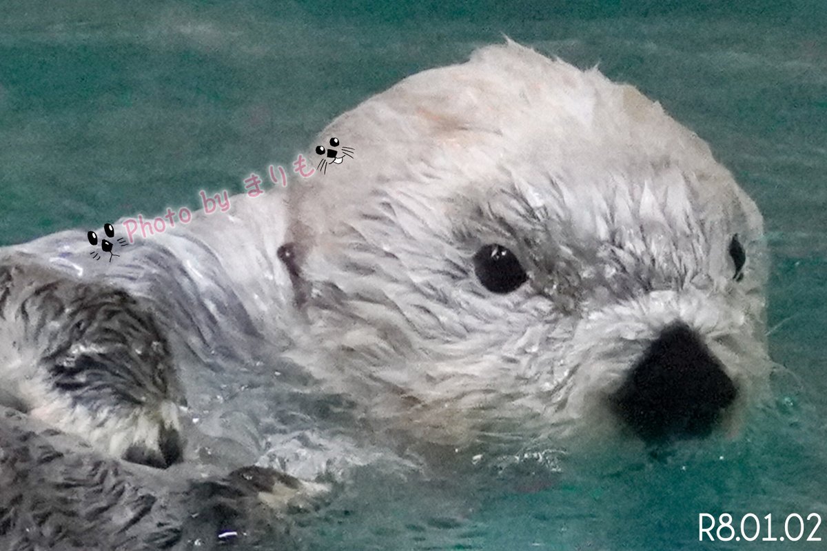 今日もお疲れ様です！ マズルに折り目💕 キラちゃんもかわゆい💕