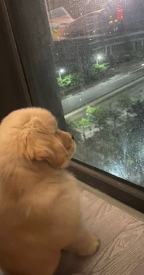 limbobarbecue tweet media