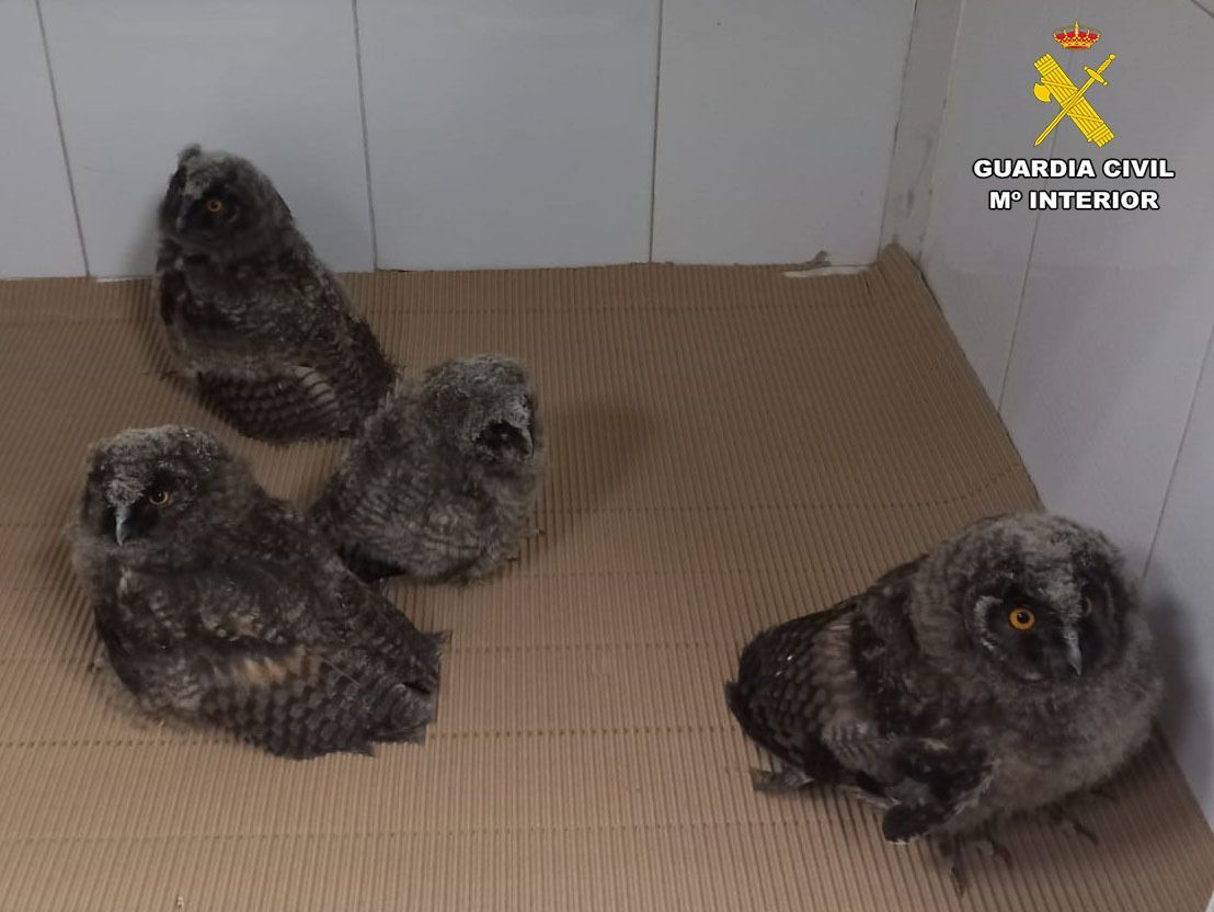 ✅El SEPRONA de la <a href="/guardiacivil_ab/">Guardia Civil Albacete🇪🇦</a> traslada al centro de Recuperación de la Fauna Silvestre de #Albacete 4 búhos chicos🦉cuyos padres habían sufrido un accidente y se encontraban abandonados.
Gracias a los cuidados veterinarios 👨⚕️muy pronto los tendremos en libertade💚