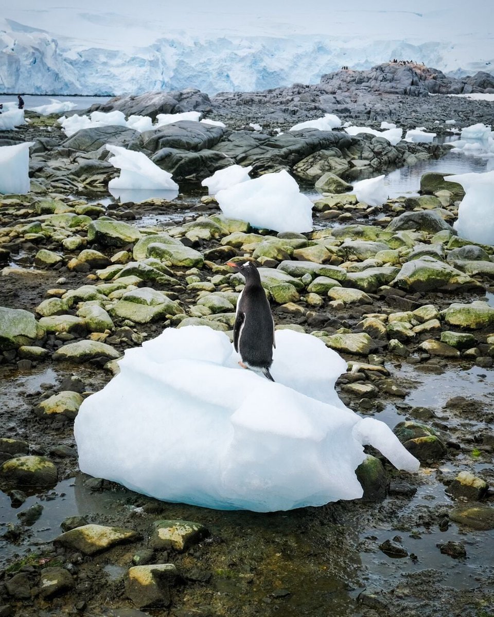 UK Antarctic Heritage Trust tweet media