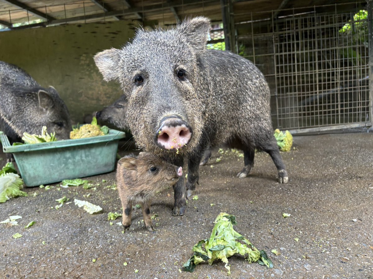 2/8に #クビワペッカリー の赤ちゃんが1頭誕生しました‼️
体は小さいですが、しっかりした足取りでお母さんの「あぐに」や、お父さんの「やぶ〜」の後ろをしっかりとついて歩いています💪

1月に誕生した2頭も元気に成長中🐽
こどもたち同士で遊んでいる姿も見ることができます！