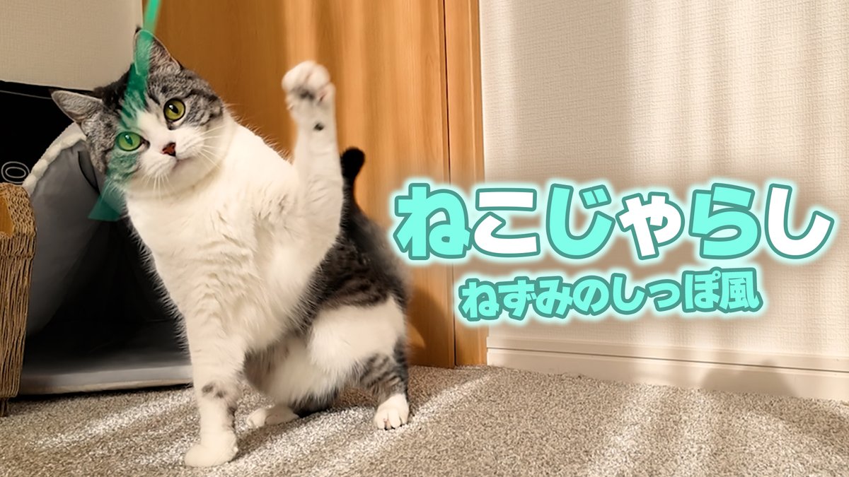 猫の日なんで久々に猫動画あっぷ！ ＃猫の日 ネズミのしっぽ風