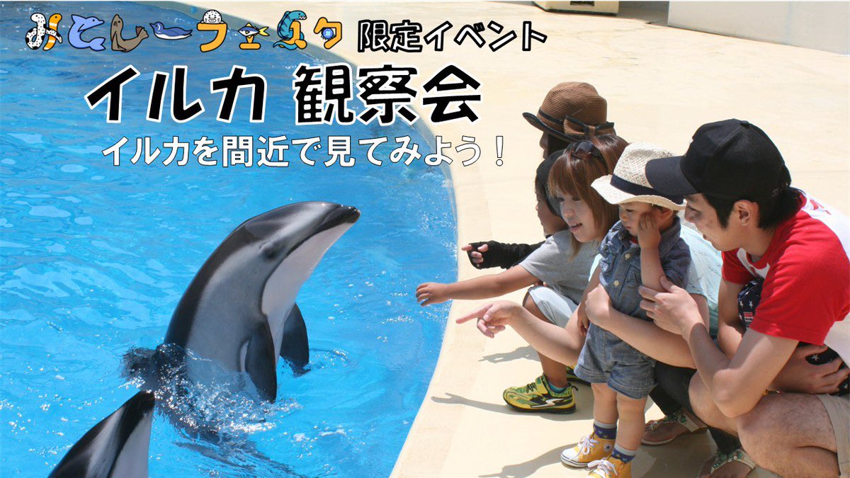 ⭐️みとしーフェスタ2026⭐️ 抽選イベントご案内‼️ 【【イルカ観察