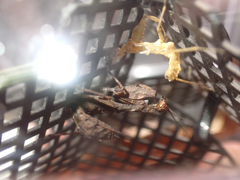 NatureField's tweet photo. 少し暖かくなったからか、脱皮してた、散歩でちょうどハエを採ったので投入すると一瞬で捕まえていた
#サツマヒメカマキリ https://t.co/cI0wF6q3hi
