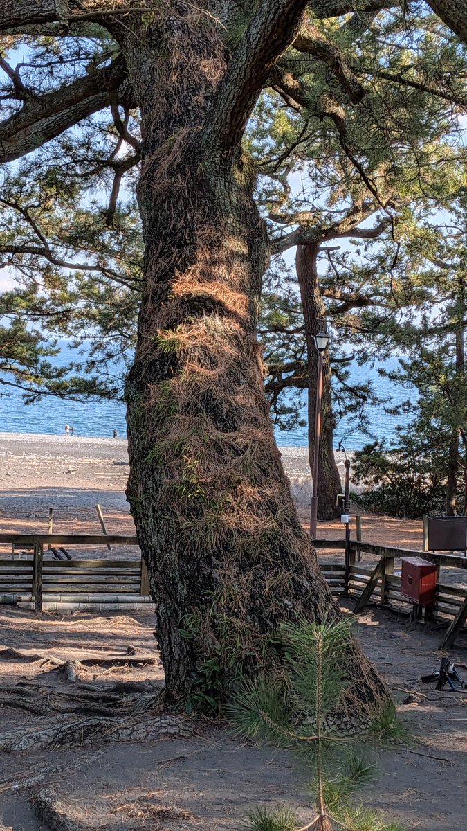 三保の松原の、天女が羽衣をかけたという伝説の、「羽衣の松」。 立派