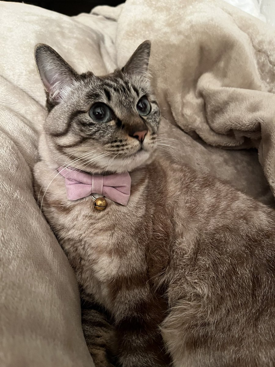 𝕄𝕆ℂ𝕆ꕤ︎︎·͜· (@mocomoco232) / Posts / X