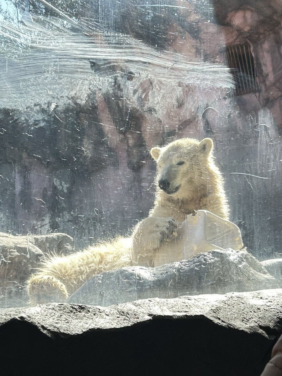 シロクマが可愛かったから沢山撮っちゃった🐻‍❄️