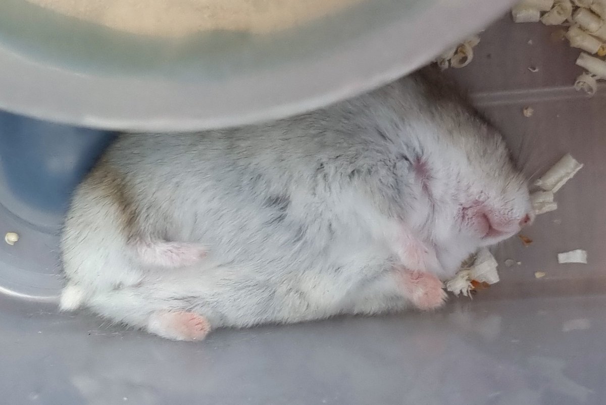 너무 도톰해 저 입하고 발만 핑크인게 너무 귀엽