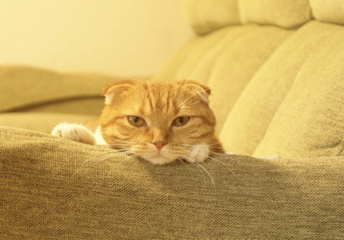 ただただ、うちの子かわいい自慢したいだけ

#猫の日