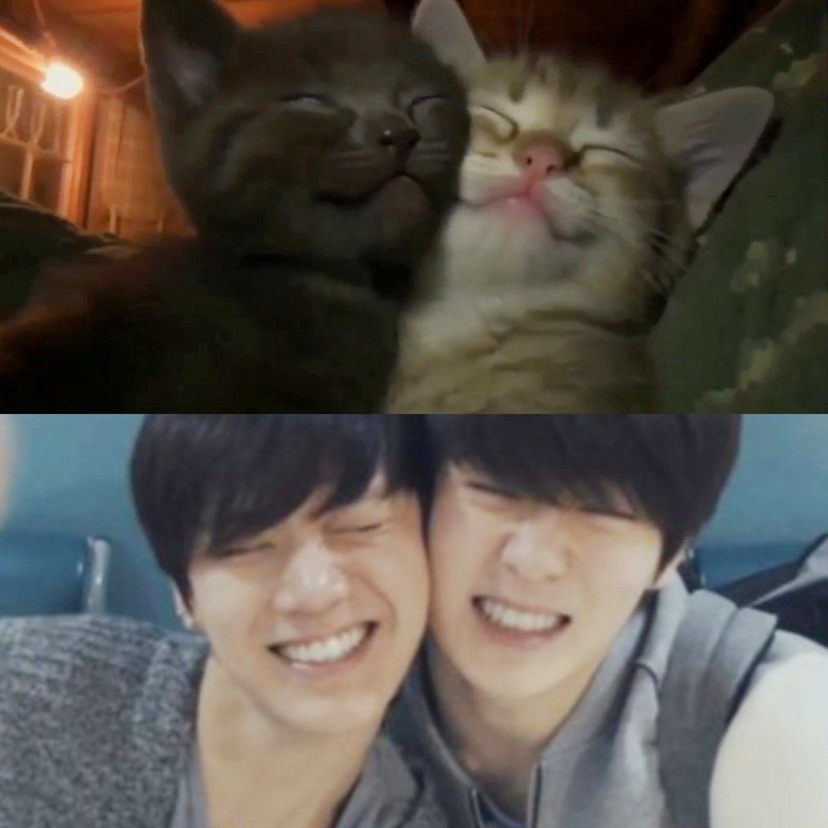 สุขสันต์วันแมวแห่งชาติคับ 🐈‍⬛🐈