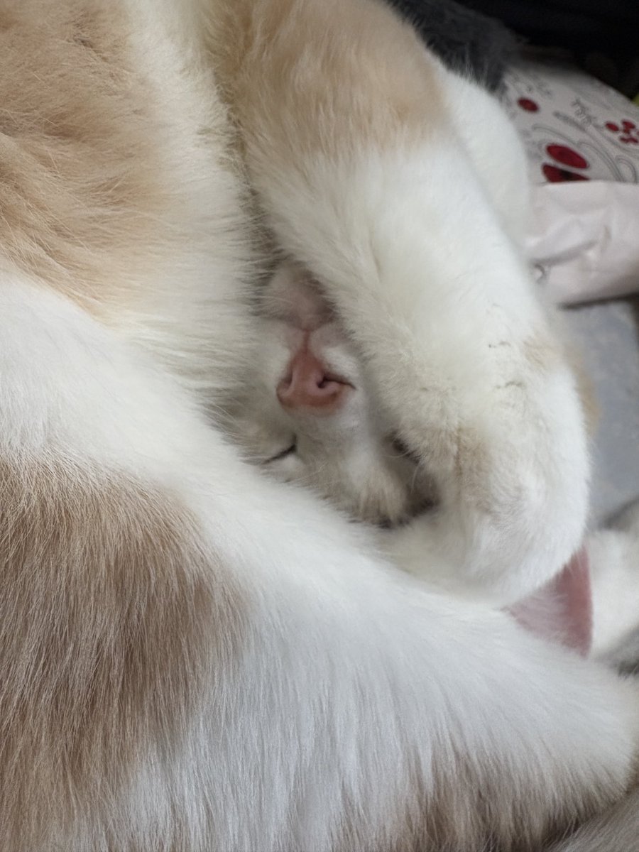 kimi_xxx's tweet photo. 猫の日🐈きなぺた。眩しい寝の裏側。 https://t.co/CHTjSv7oUs