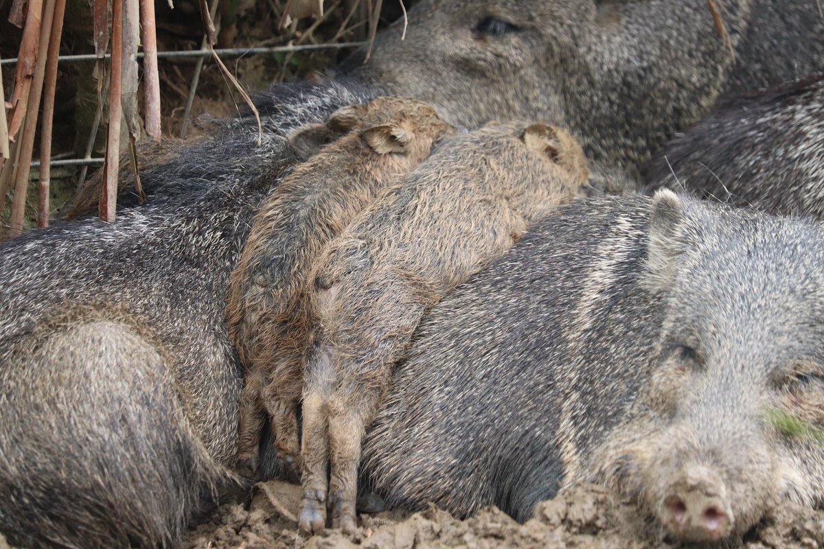 脱力しながらお休み中💤（やまと）

#ネオパーク　#クビワペッカリー