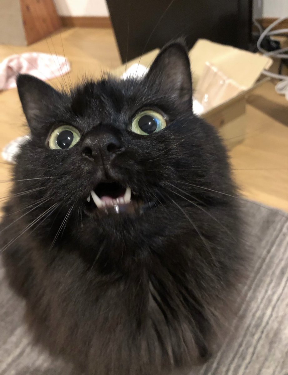 tetoks0926's tweet photo. #おはようVライバー 

今日は猫の日ですﾈฅ^•ω•^ฅ
うちの可愛いにゃんこ達見てみて🥰✨

くろふわ→じーたん
ハチワレ→とろくん
キジトラ→てとかす

いつも枠でピップピップいうてるのは、てとかす😩
今日はみんなにチュールあげようかと思います☺️✨ https://t.co/VsG5par3dj