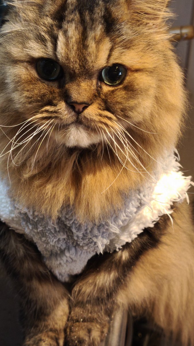 cherrybomb2405's tweet photo. 【お知らせ】
02月22日、ニャンニャンニャン🐾໊の猫の日😺に、我が家のプリンス👑チャロが虹の橋🌈を渡りました。14歳7ヶ月、もう少しで8ヶ月になるところでした。

10月に体調に異変が出て調べたところ、慢性腎臓病との診断。そこから4ヶ月、週2～3回の点滴と注射。とても頑張ってくれました。
ここ数日で容態が急変し、昨日入院。色々な数値が悪く、お医者様も手を尽くしてくださいましたが、残念な結果となりました。
チャロは本当にいい子でした。
バンドマン夫婦なのでお互い家にいない事も多いのですが、イタズラもせず大人しく留守番してくていたし、人間が体調を崩すと寄り添って傍に居てくれたし、闘病も入院も長くなく、負担をかけさせない子だったし、最期も2人揃って見送りが出来る日程だったし……たぶん私達が揃うまで待っていてくれたのだと思います。

今日は本当は吉祥寺でAINAKANNAのライブだったのですが、最期の時間を一緒に過ごさせて頂くため、私は欠席して相方の扇愛奈のソロに変更させて頂いた事、ご容赦ください。扇ちゃんをはじめ、ご理解頂いた関係者の皆様ありがとうございます。

そして、生前はお客様からも非常に沢山の方々に可愛がって頂き、チャロへのおやつとか色々頂いたり…。改めてお礼申し上げます。
本当にありがとうございました。