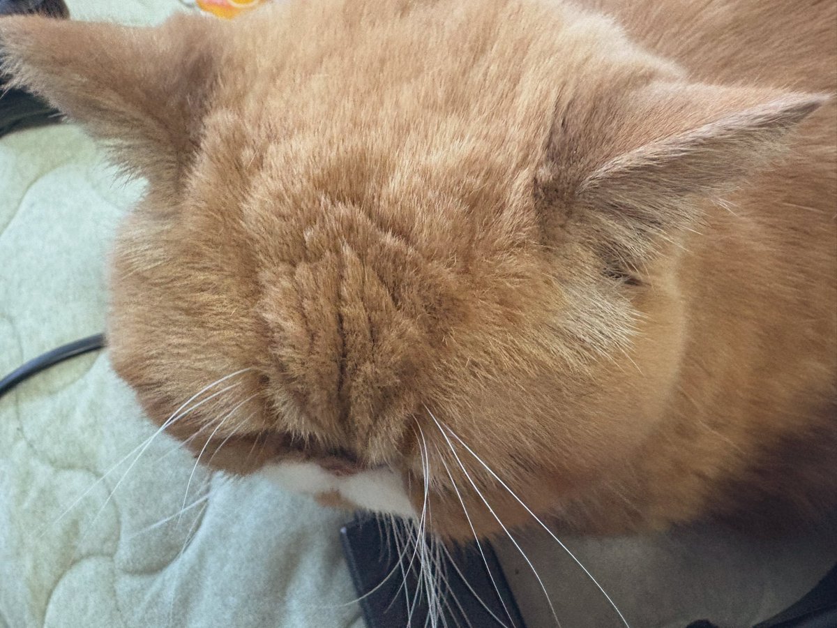 Suzunosuke_o's tweet photo. 猫の日だ〜❣️こええはお仕事監視中 https://t.co/EO6fyEIF2A