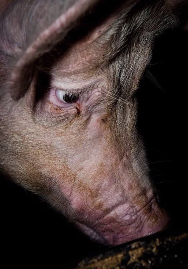 Graham Ⓐ 🏴 Ⓥ Use ALT tweet media