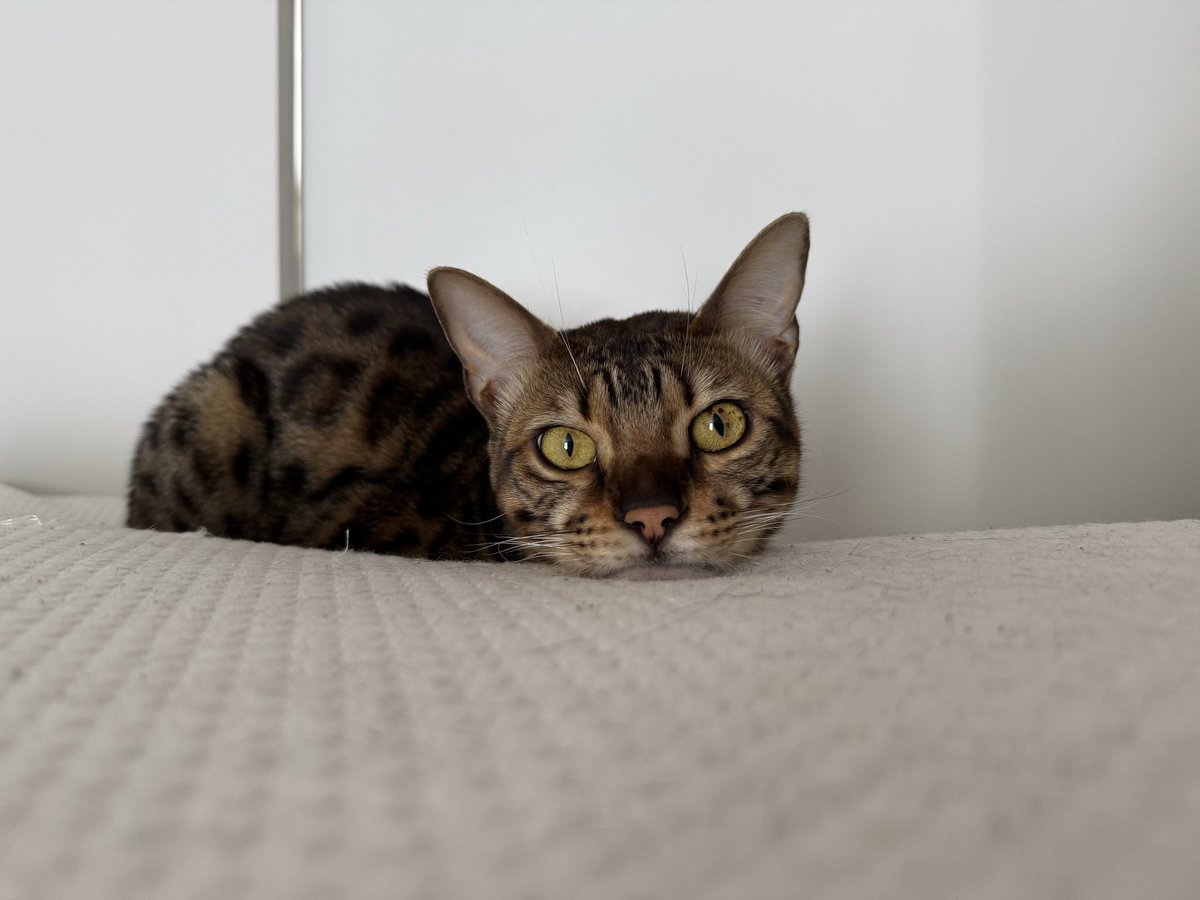 _t18's tweet photo. 3年間もねこのひを忘れていました。
申し訳ありませんでした。 https://t.co/qjR4LhpCGK
