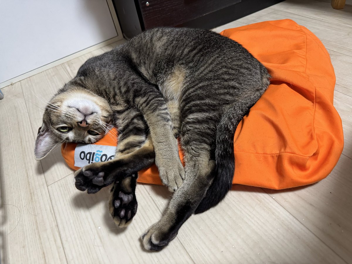 _t18's tweet photo. 3年間もねこのひを忘れていました。
申し訳ありませんでした。 https://t.co/qjR4LhpCGK