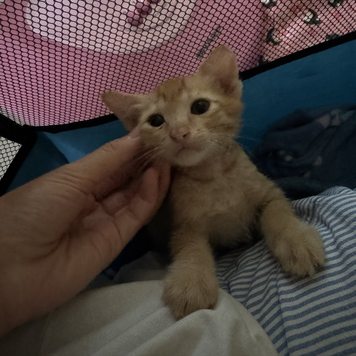 เหลือแค่ไอ้จ้มแล้วมะมีใครสนใจน้องหรออ 
#แมวหาบ้าน #แมวจร