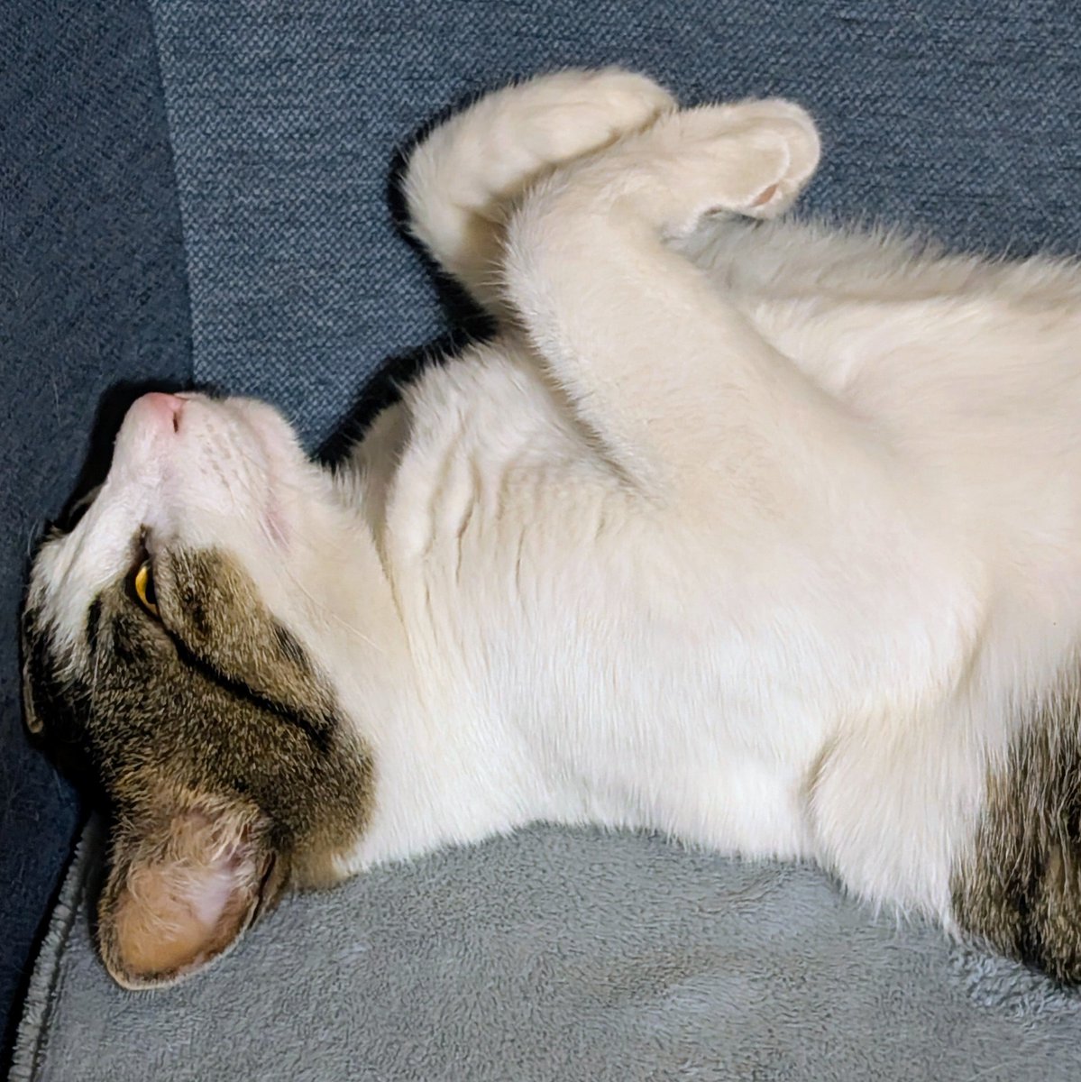 simafukurou tweet media