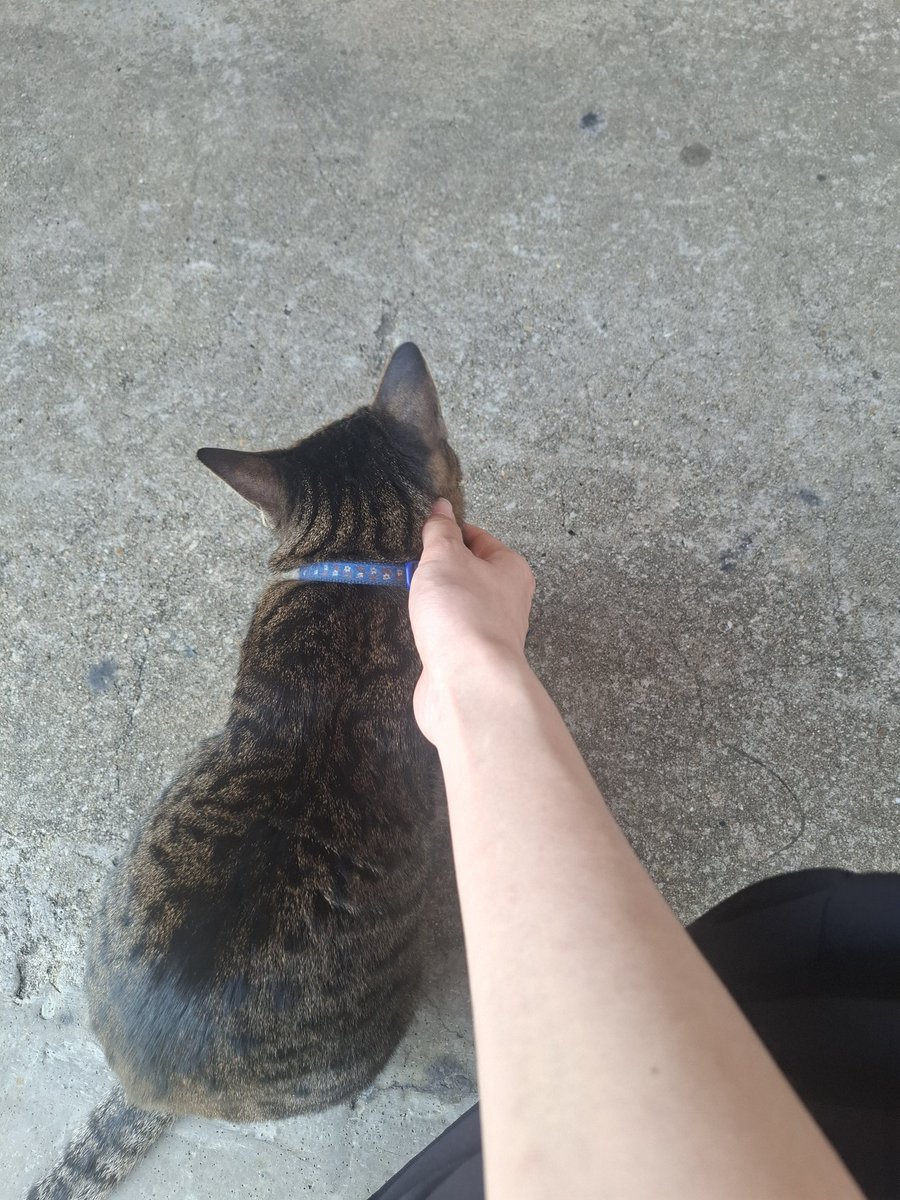 猫の日❤️
お土産屋さんのネコちゃん！
触り放題🤭✨️❤️