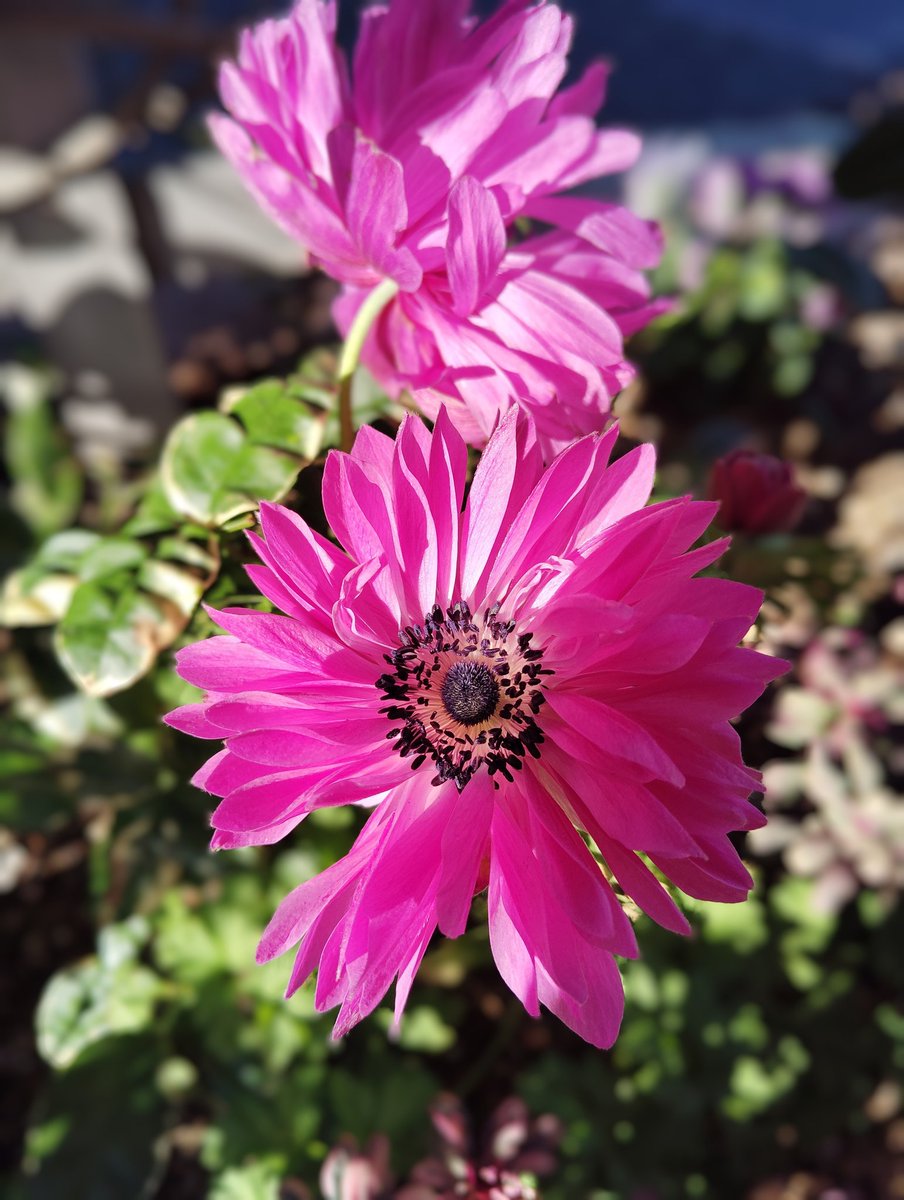 FWLMacZ95u95352's tweet image. Unknown
「Flowers are nature’s language and poetry for the soul.
」
🌺📖 #NaturePoetry #flowers📸🌿🌸