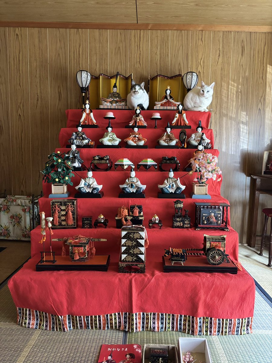 \ 猫祭り/  ﾜｯｼｮｲ