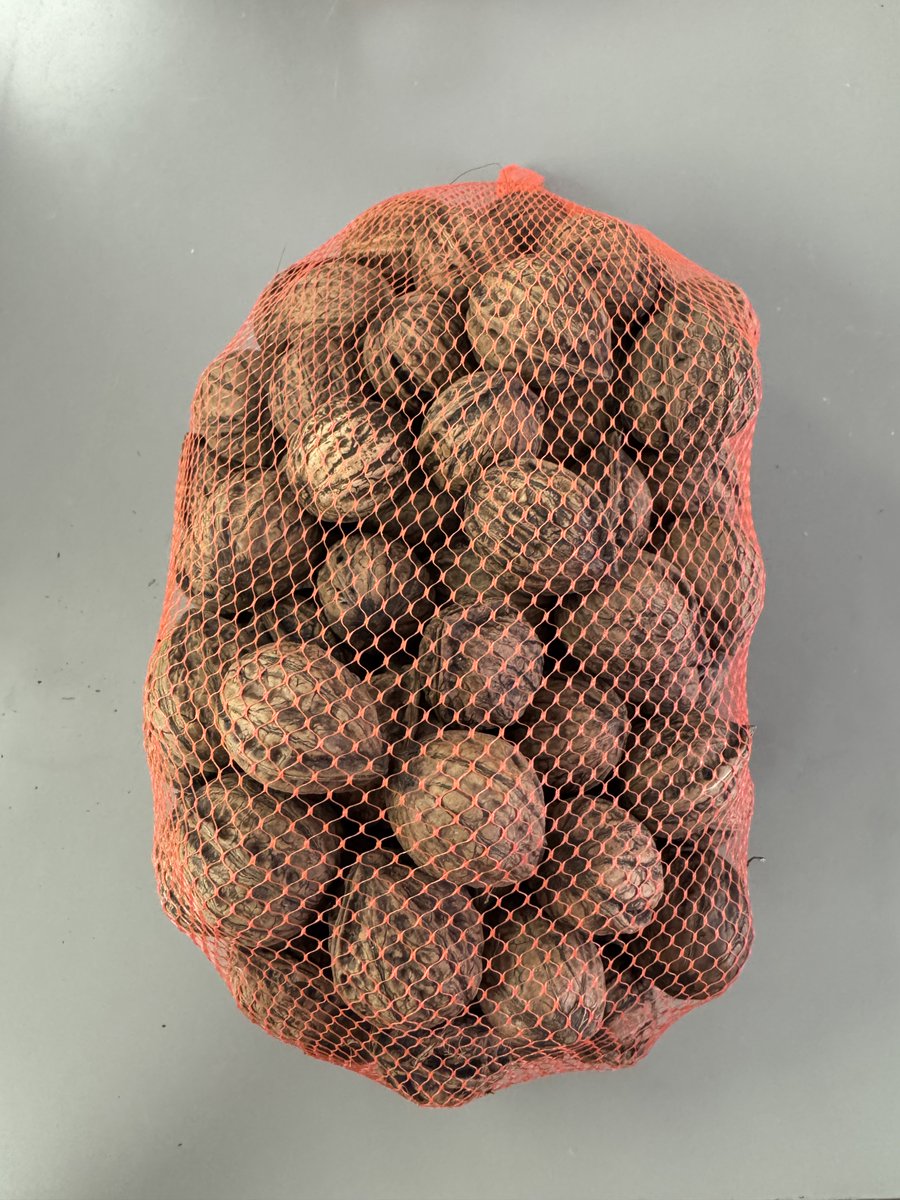 Tamago (@tamagoindoor) / Posts / X