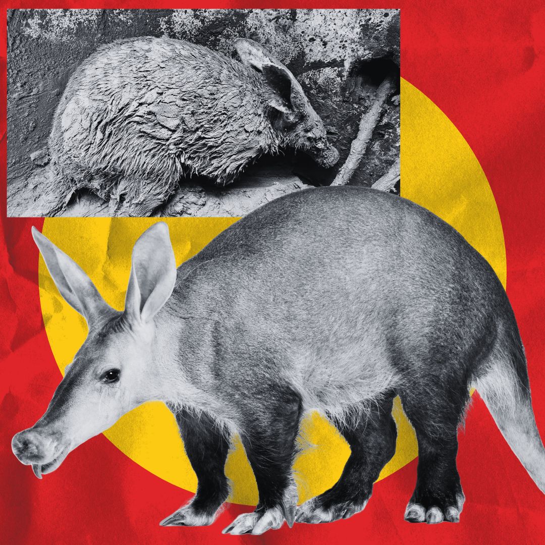 WATCH | Mud-caked aardvark rescued from open manhole. The animal