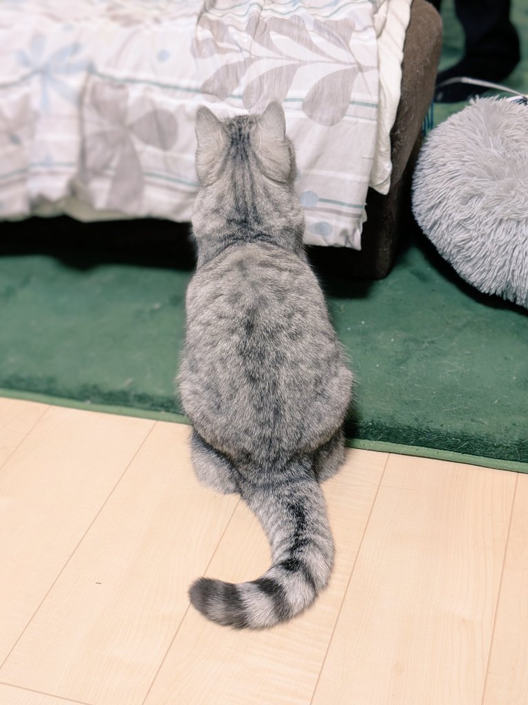 今日は猫の日って聞いたので。
もふもふの毛玉を。