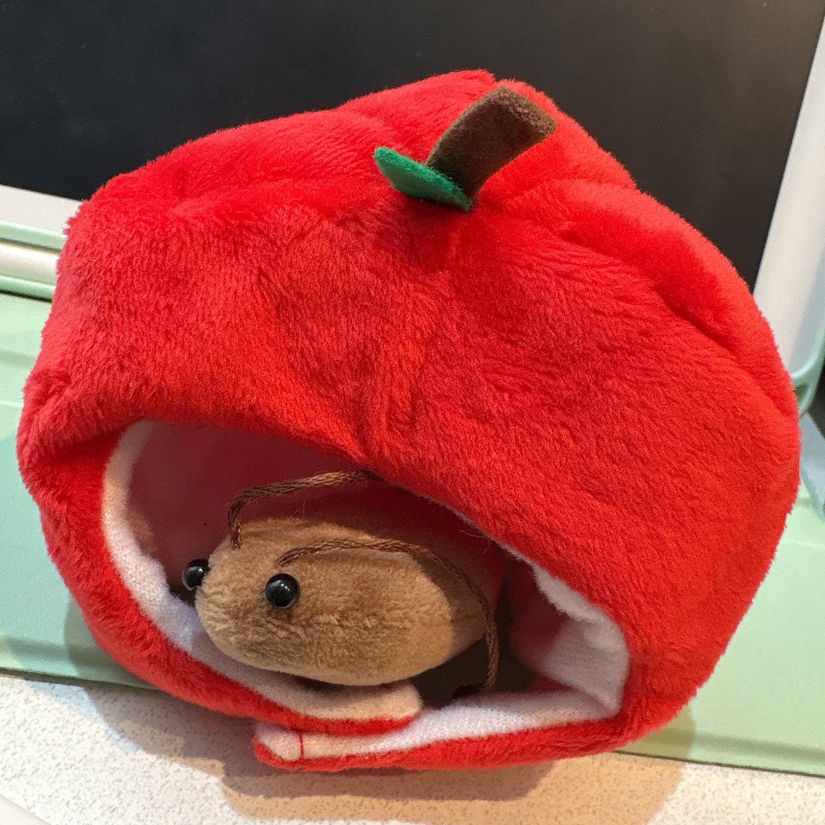 先程の物体はお友だちでした🪳