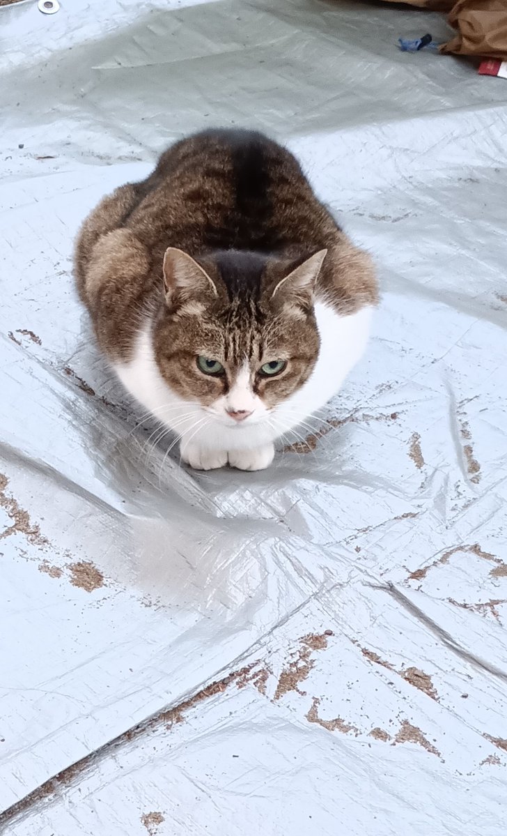 Post by KAZZ on X: 猫！！あり！！！