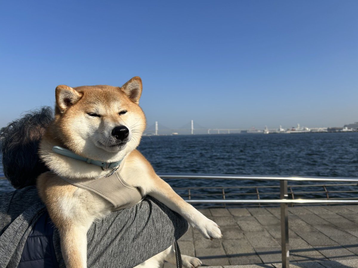 RT @chibi_and_co: 昨日親から「横浜行ってきた」って送られてきた写真