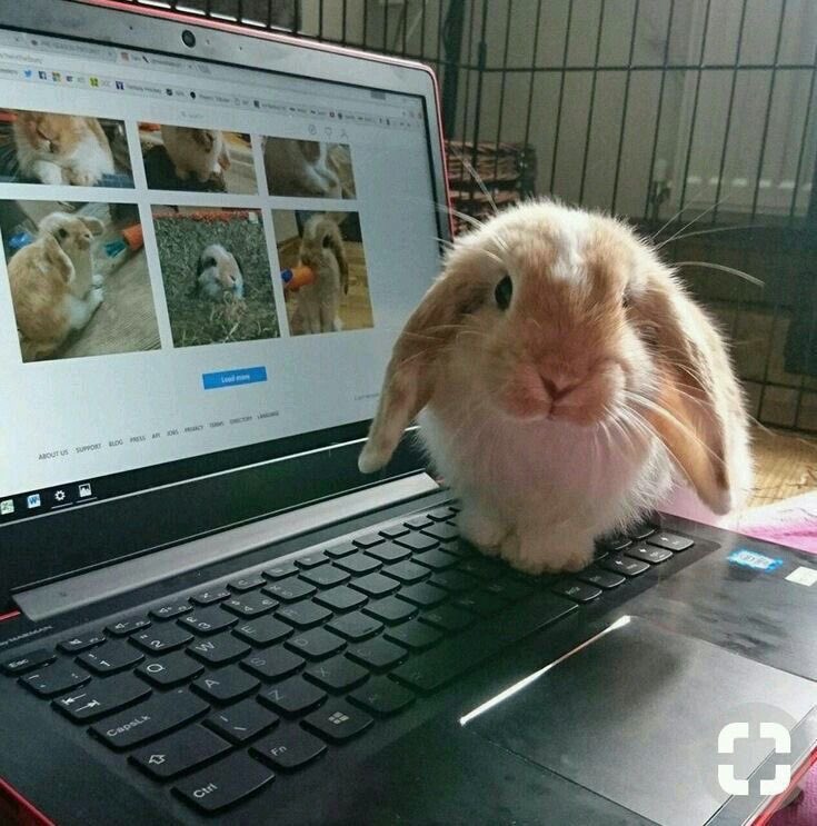 Why you should have a rabbit (@shouldhaverabit) on Twitter photo 